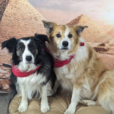 Denise-Gard-Collies-400x400