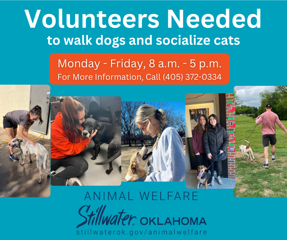 Volunteers Needed Animal Welfare